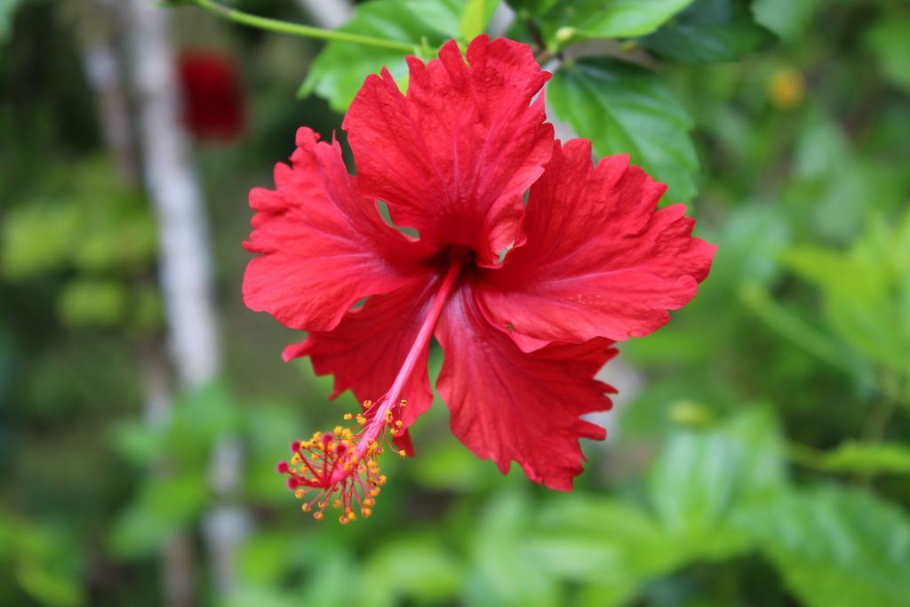 Muri Vista Villas Rarotonga Zewnętrze zdjęcie